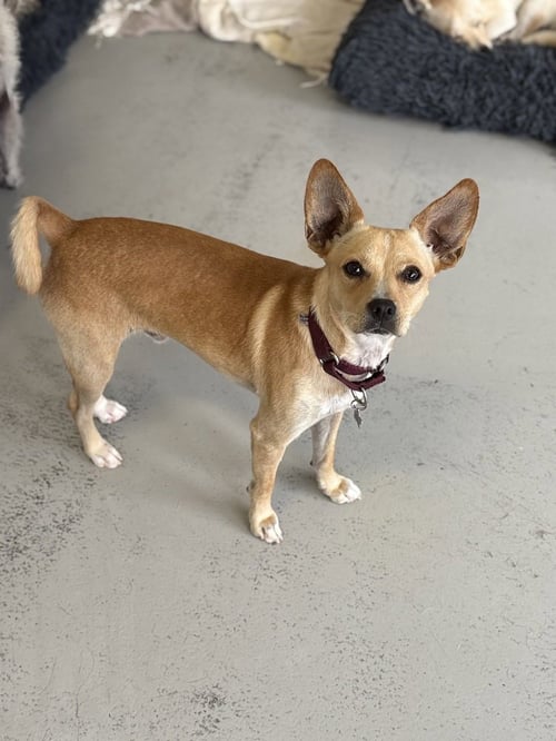 PACO #0444 - Chihuahua available for adoption