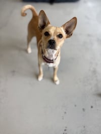Paco #0444 - Photo 4