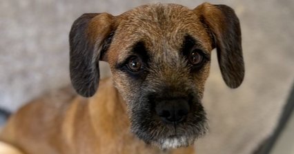 CALLUM #5414 - Boxer / Terrier available for adoption
