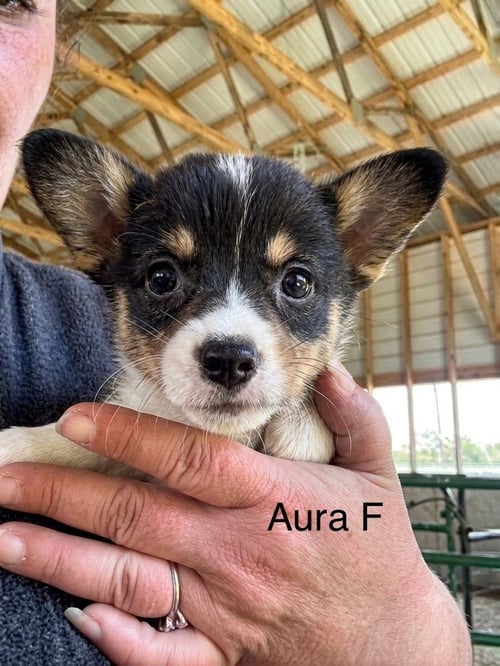 AURA