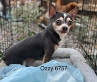Ozzy #6757 - Photo 3