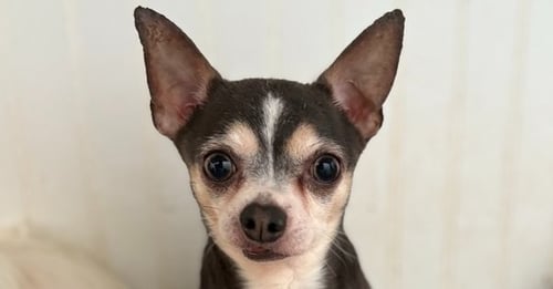 OZZY #6757 - Chihuahua available for adoption