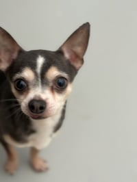 Ozzy #6757 - Photo 2
