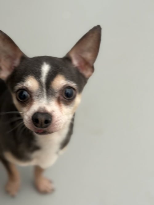 OZZY #6757 - Chihuahua available for adoption