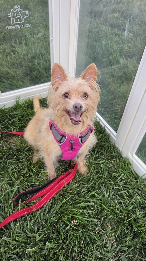 FRESA 9447 - Terrier available for adoption