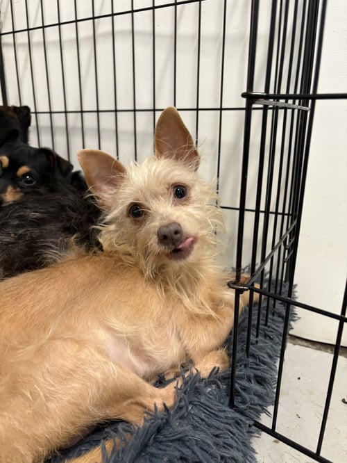 FRESA 9447 - Terrier available for adoption