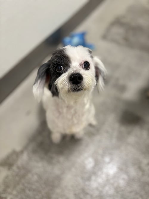 RURU #2788 - Maltese available for adoption