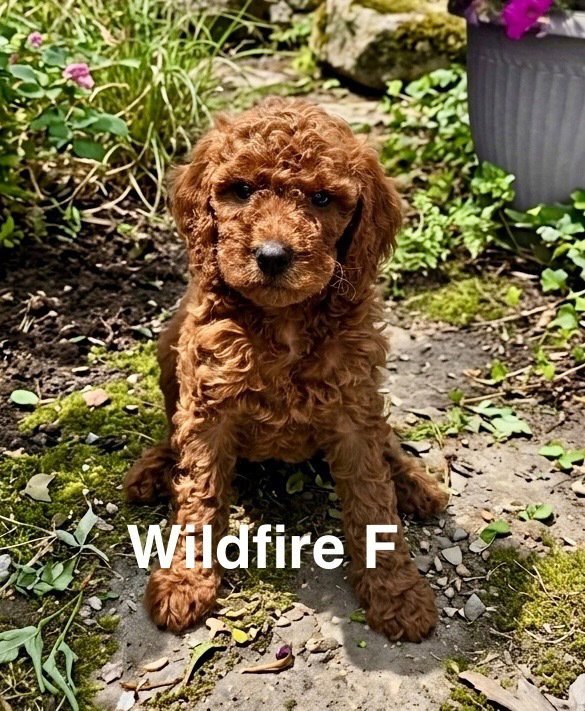 Wildfire Image