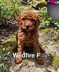 Wildfire - Photo 1