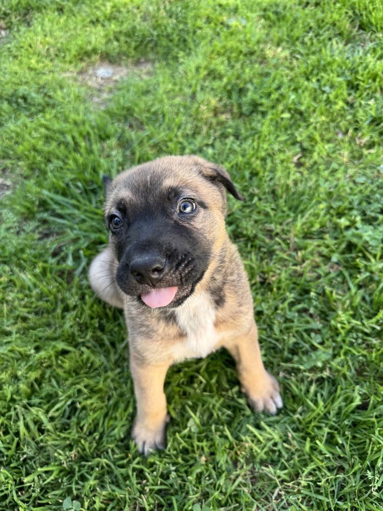ELTON #4257 - Shepherd / Terrier available for adoption