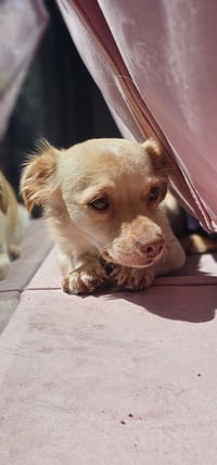 Cali #1363 - Photo 3