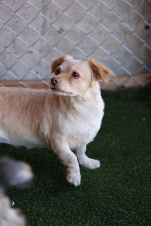 CALI #1363 - Spaniel / Dachshund available for adoption