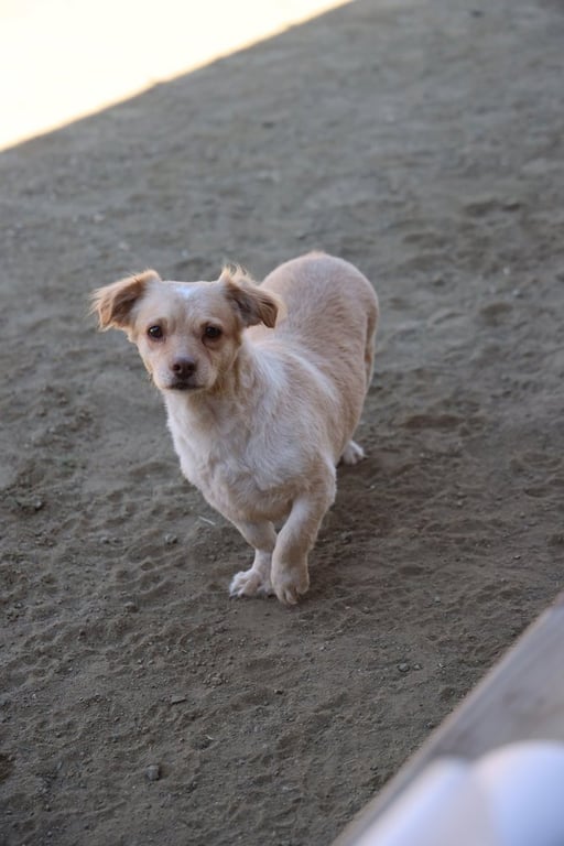 Cali #1363 Image