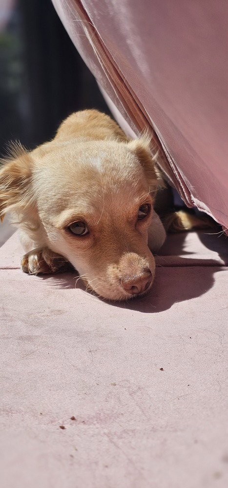 CALI #1363 - Spaniel / Dachshund available for adoption