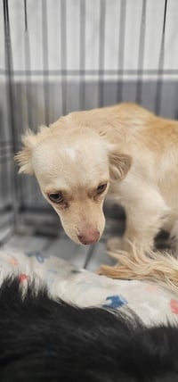 Cali #1363 - Photo 4