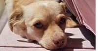 Cali #1363 - Photo 1