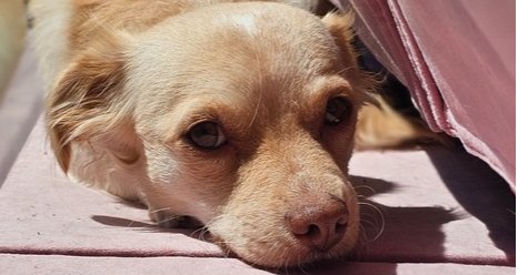 CALI #1363 - Spaniel / Dachshund available for adoption