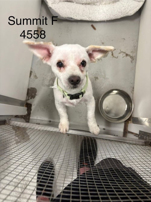 SUMMIT #4558 - Terrier available for adoption