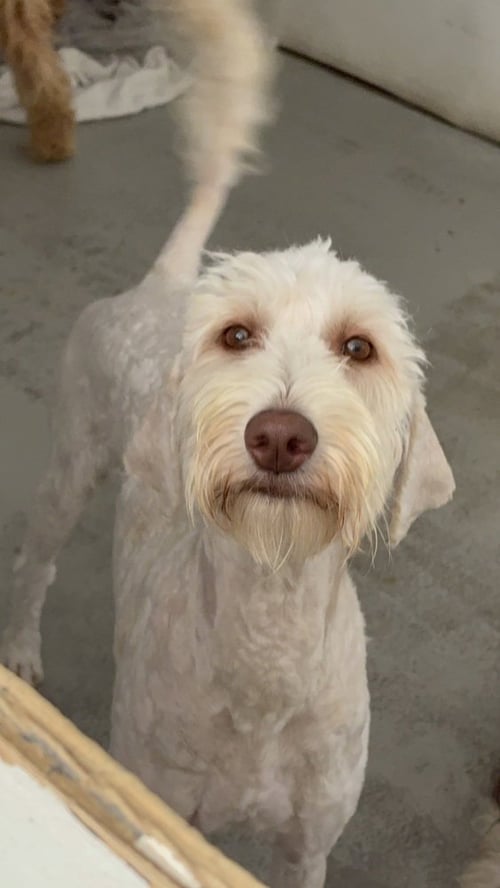 USA #5489 - Golden Retriever available for adoption