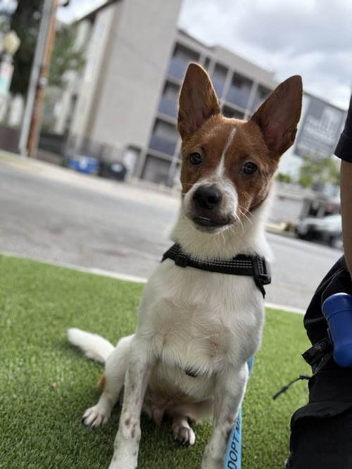 BRODY #6265 - Basenji / Cattle Dog available for adoption