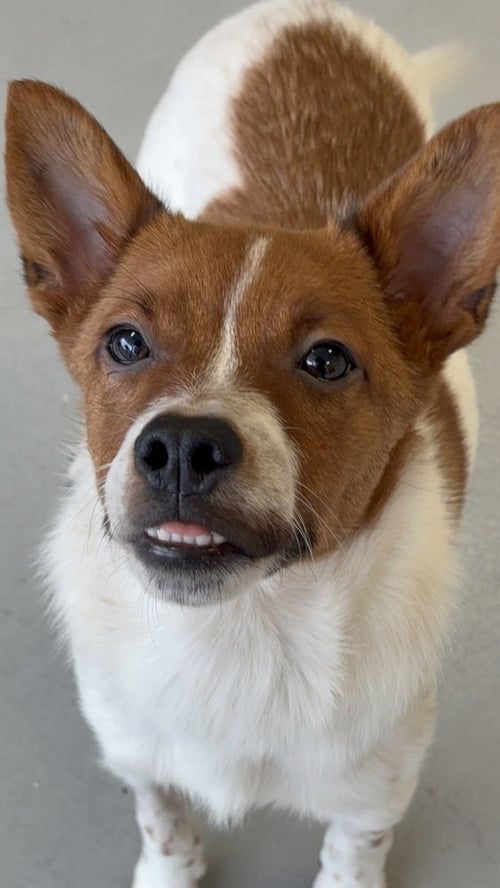 BRODY #6265 - Basenji / Cattle Dog available for adoption