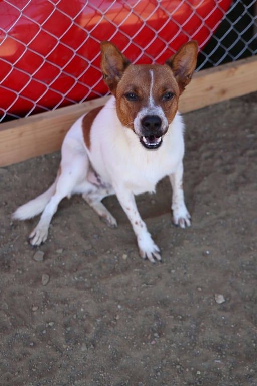Brody #6265 Image