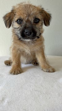 Pistachio #5788 - Photo 2