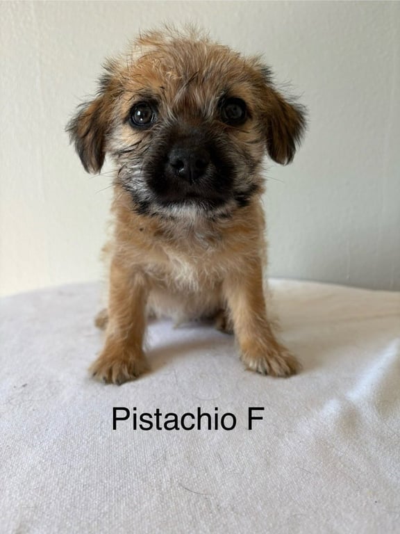 Pistachio #5788 Image