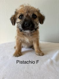 Pistachio #5788 - Photo 1