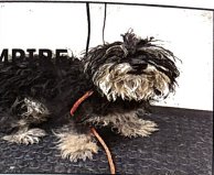 PRISCILLA - Yorkshire Terrier Yorkie available for adoption