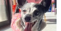 Buddy #8782 - Photo 2
