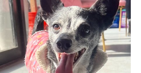 BUDDY #8782 - Chihuahua available for adoption