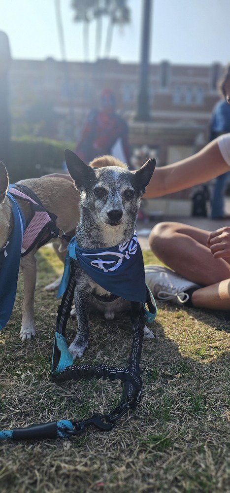 BUDDY #8782 - Chihuahua available for adoption