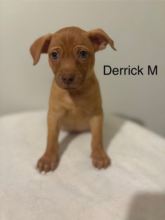 Derrick #5787 Image