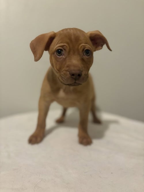 DERRICK #5787 - Chihuahua available for adoption