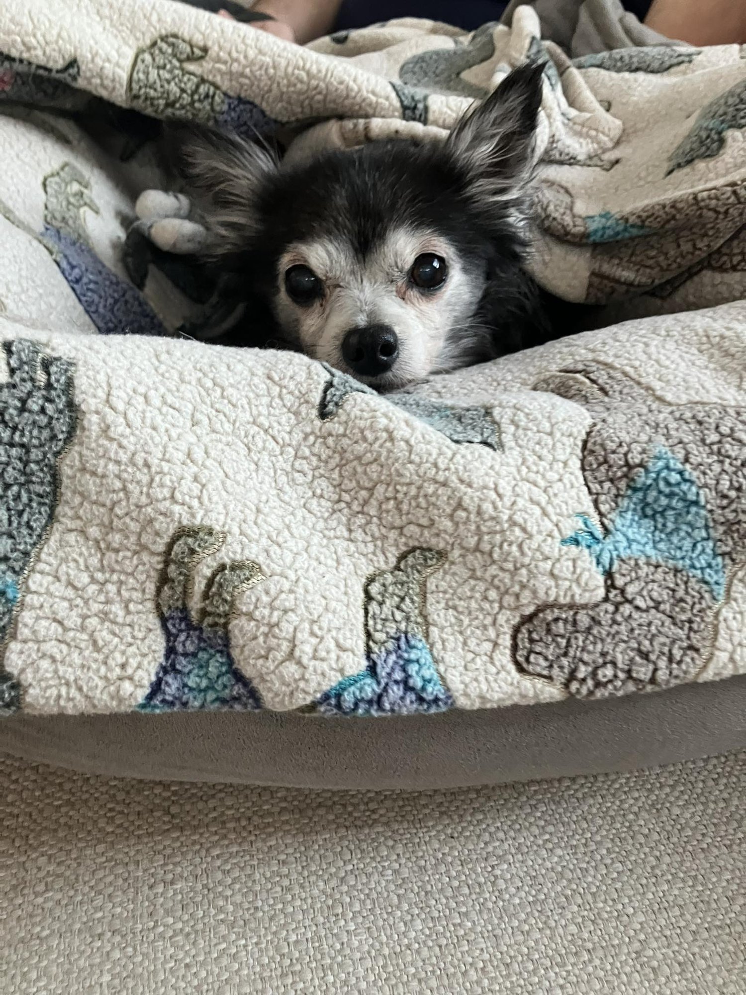 PENNY - TINY & SWEET!