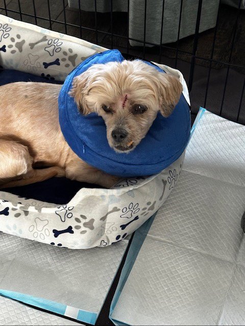 TOBY - LOVES TO CUDDLE! - Cockapoo available for adoption