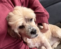 Toby - Loves to Cuddle! - Photo 4