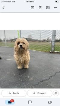 Toby - Loves to Cuddle! - Photo 3