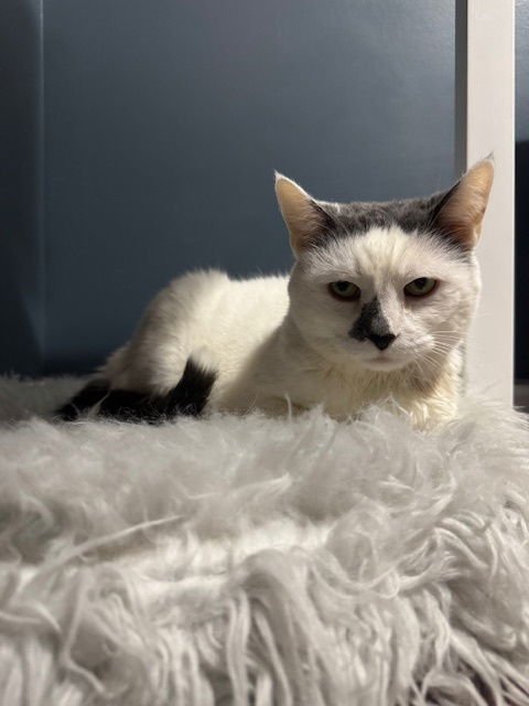 MONEY - DECLAWED! - Domestic Short Hair for adoption in Grand Rapids