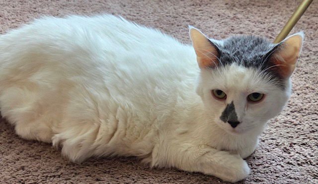 Money - Declawed! - Photo 2