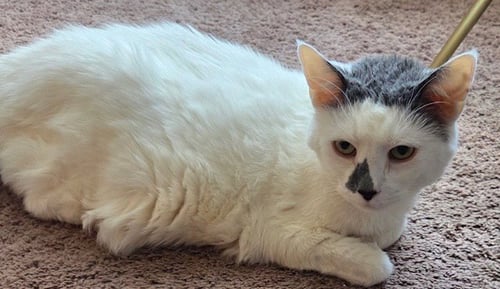 MONEY - DECLAWED! - Domestic Short Hair available for adoption