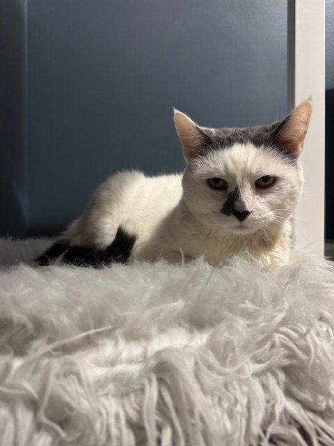 MONEY - DECLAWED! - Domestic Short Hair for adoption in Grand Rapids
