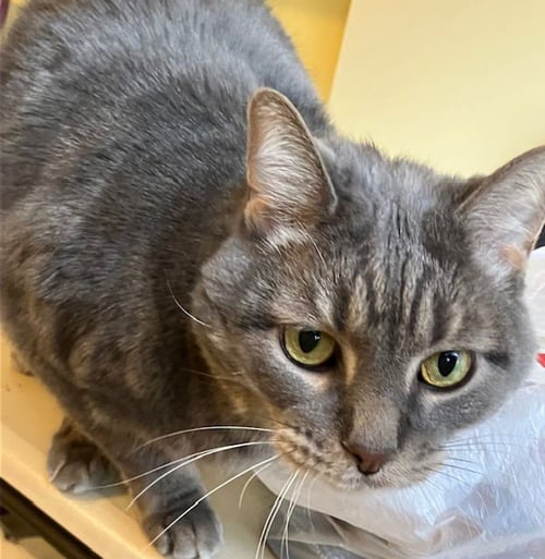 TAZ - PLAYS FETCH - Tabby / Domestic Short Hair for adoption in Grand Rapids