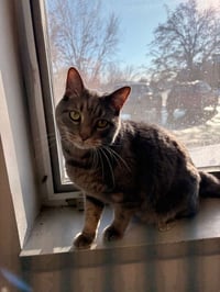 Taz - Plays Fetch - Photo 2