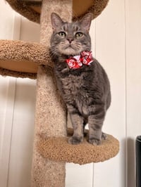 Taz - Plays Fetch - Photo 3