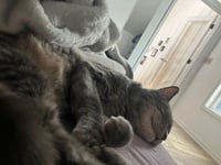 Taz - Plays Fetch - Photo 4