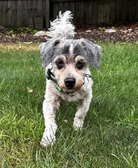 Bandit - Photo 1
