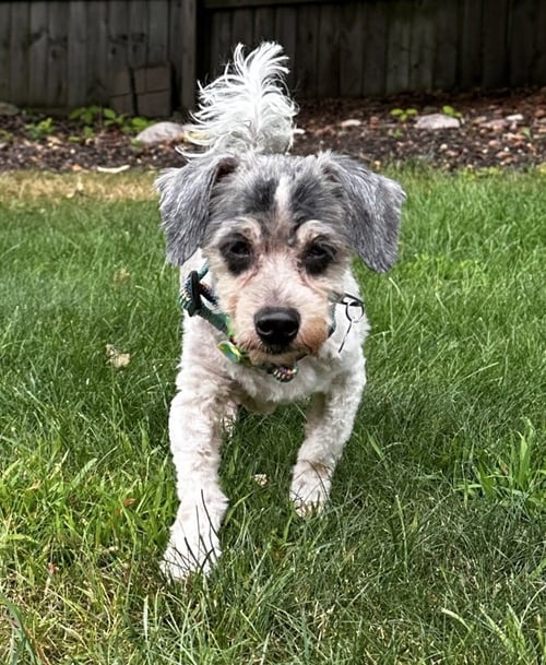 BANDIT - Dachshund / Poodle (Miniature) available for adoption
