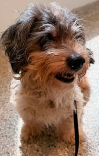 Bandit - Photo 3